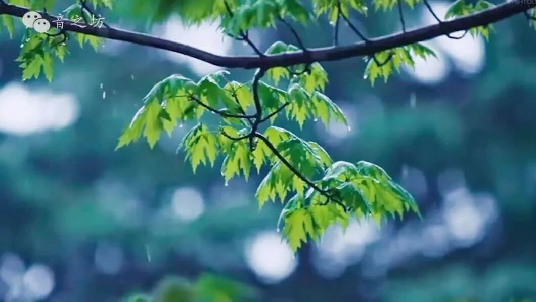 如果您喜欢这首音乐，别忘了点个在看哦~👇👇👇⭐晨曲：《寂静的雨》恬静美好，清新治愈