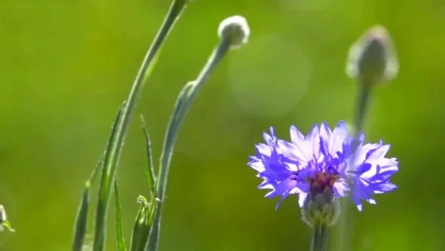收录于合集⭐鸟语花香！美到心醉！