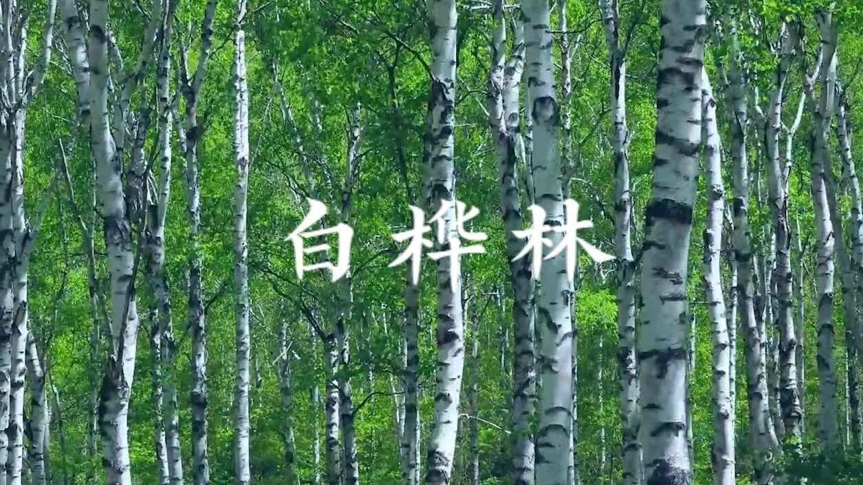 收录于合集⭐五四青年节，一首《白桦林》，致我们不老的青春！