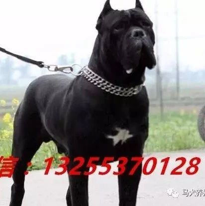 卡斯罗犬价格杜高犬幼犬多少钱一条