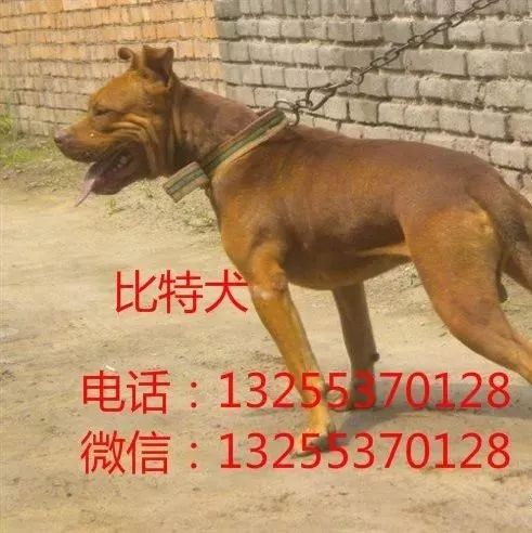 比特犬打架视频杜高犬多少钱一只