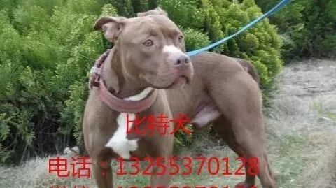 比特犬多少钱一只卡斯罗犬价格