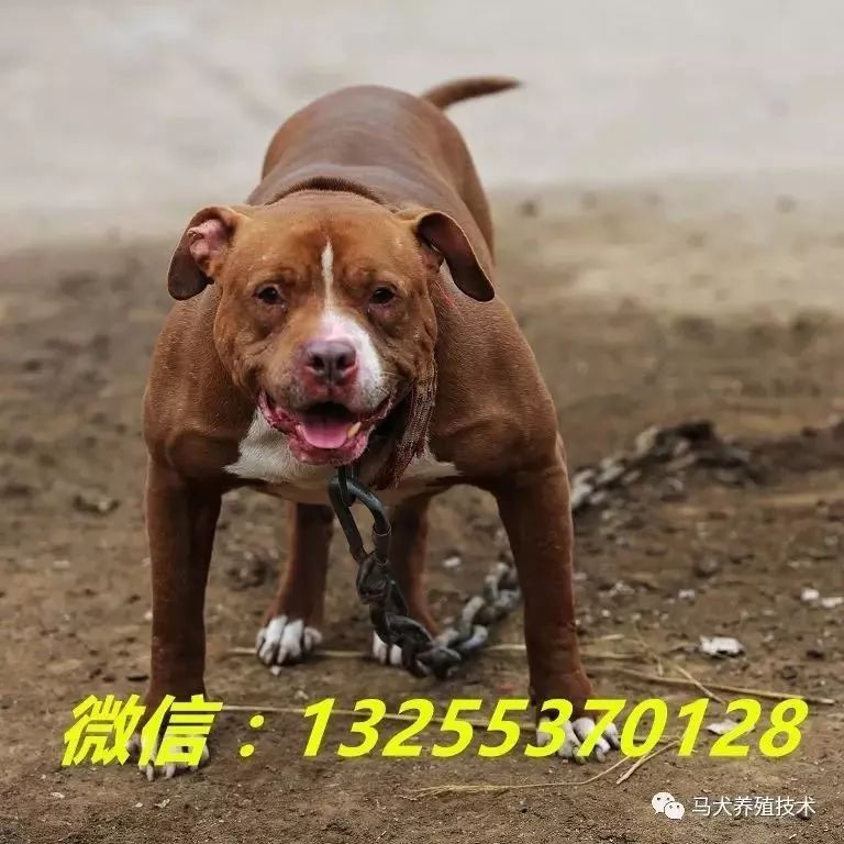 比特犬出售杜高犬价格马犬多少钱