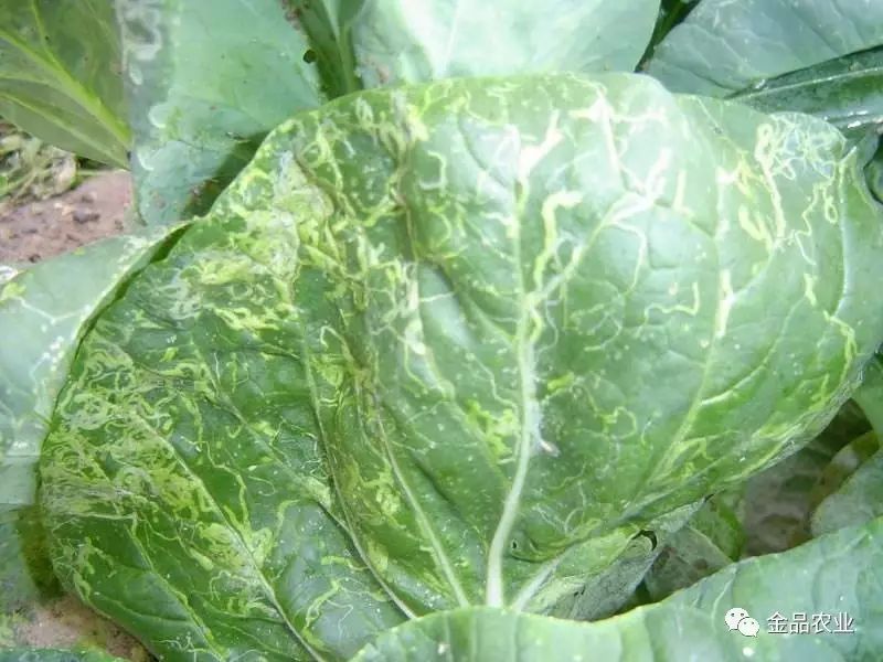青梗菜潜叶蝇发生规律及防治措施