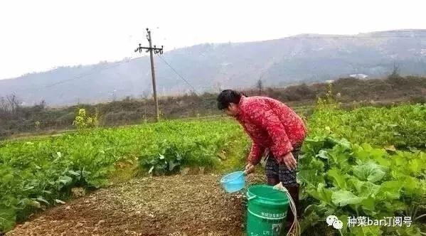 农业种植者为何不吃自己种的菜?农药下乡之后再反哺城市?