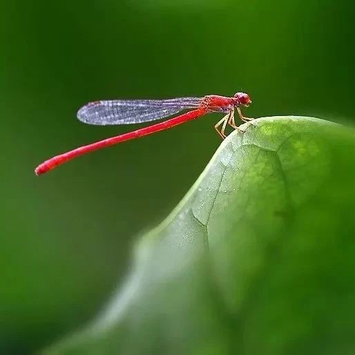 清晨音乐《夏雨》,宁静悠远,沁人心扉!