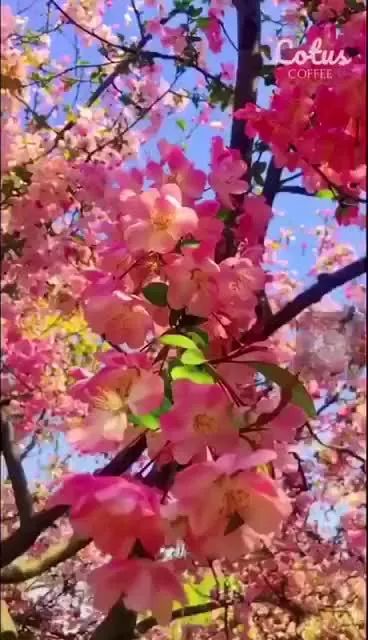 听春天的声音，好美！