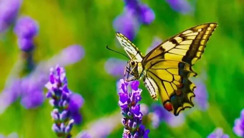 《牵着我的手》⭐美好的一天，从清晨问候开始！