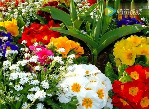 《春之歌》⭐惊蛰，祝福！