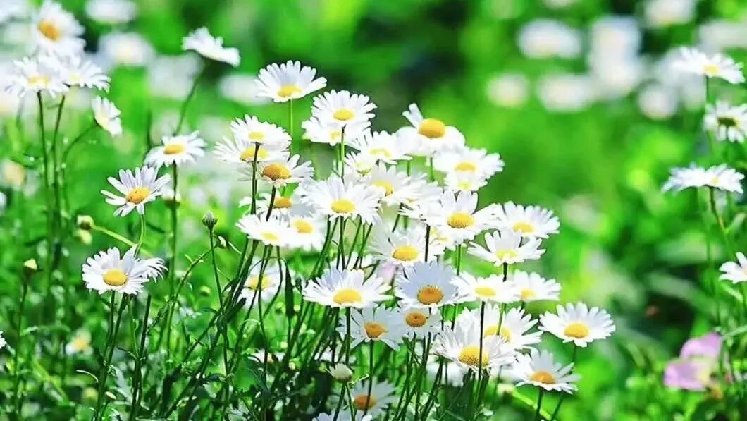 《梦江南》⭐美丽的星期四，早安！