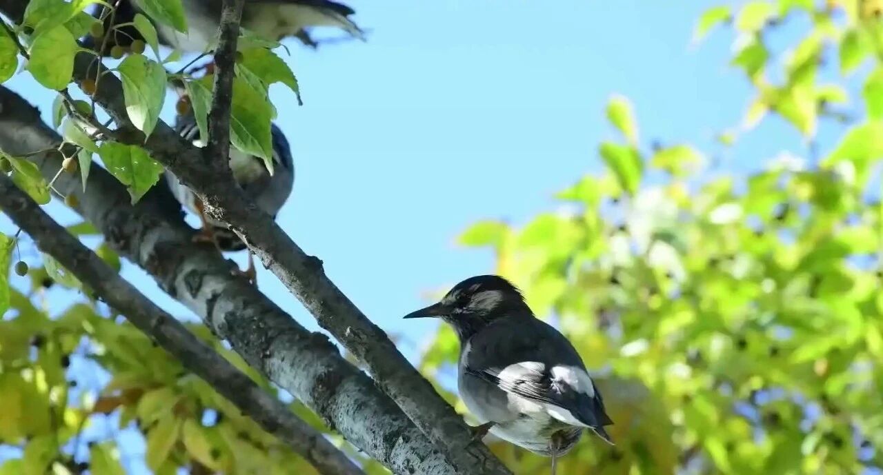 👉加入修行爱好者家园⭐听听《鸟语》太美了！