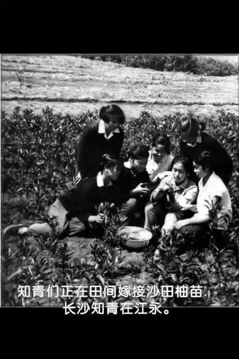 纪念相册 [中集]⭐知青上山下乡50周年纪念相册，满满的回忆！-2