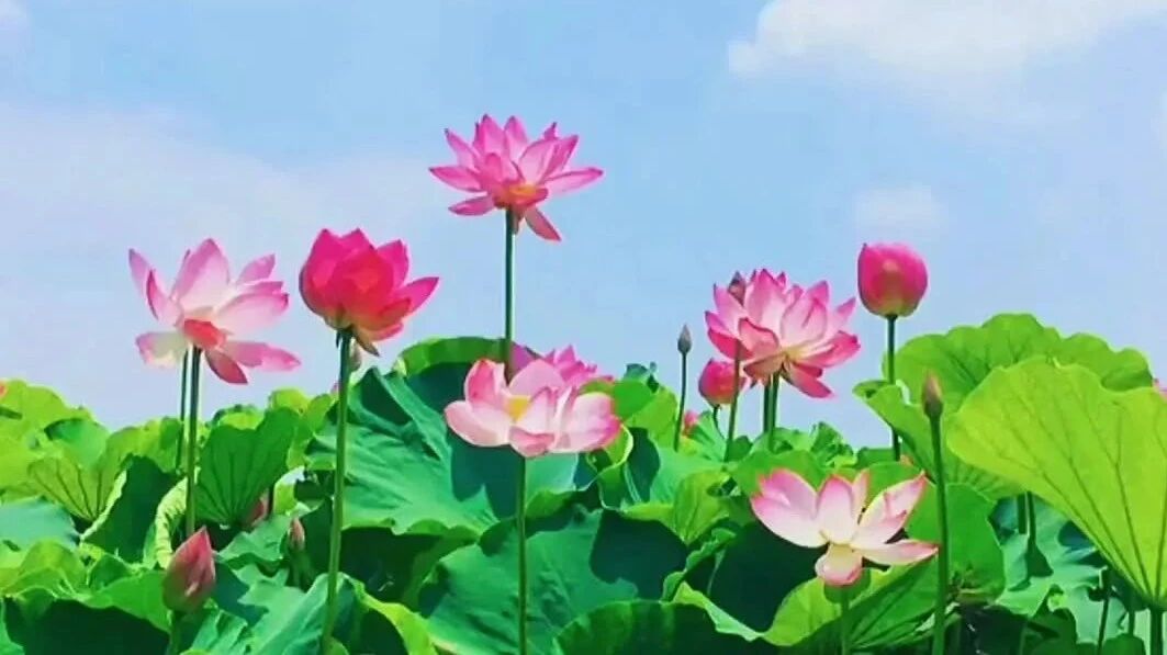 收录于合集⭐心烦的时候，听听这几首歌！