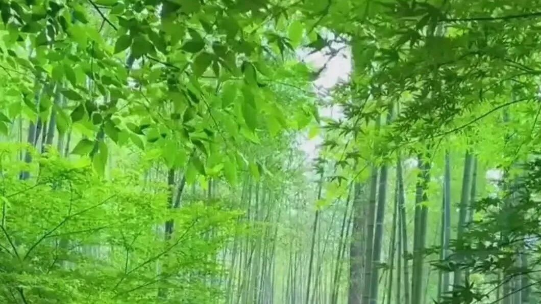 《竹林三曲》⭐美好的一天，从清晨问候开始！