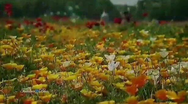 《Good Morning My Love早安，我的爱人》⭐周五，祝福！