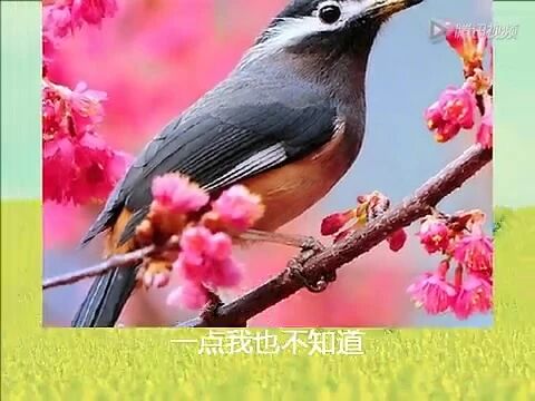 02.《有了春天不知道》⭐邓丽君：唱给春天的歌！-2