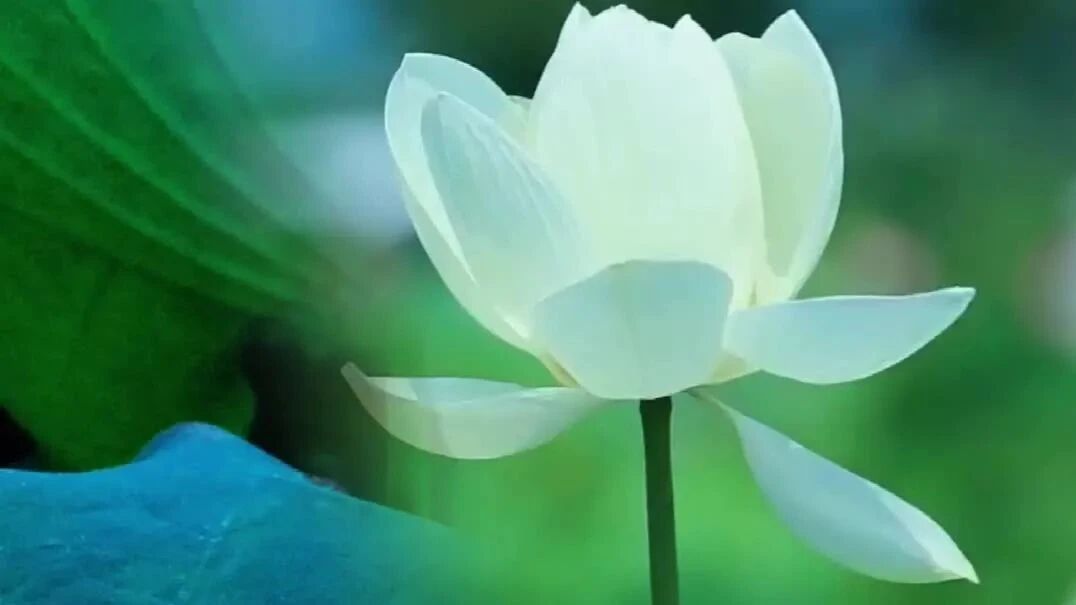 天籁佛音⭐晨曲，早安！