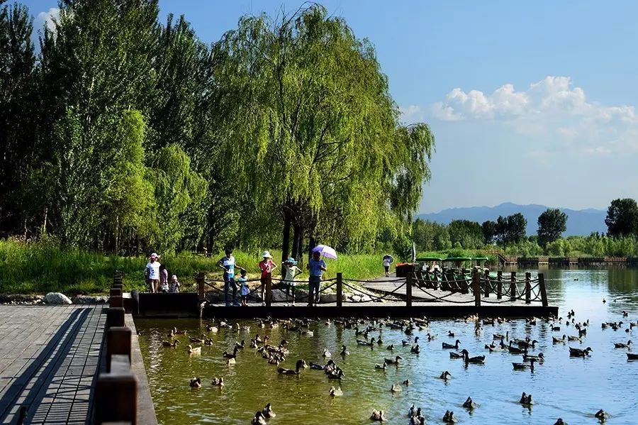 野鸭湖 · 北京最大最美湿地公园