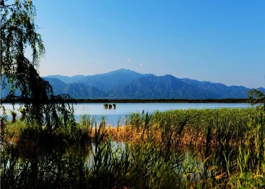 野鸭湖 · 北京最大最美湿地公园