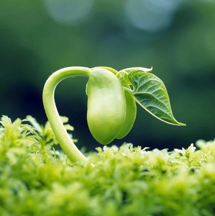 【沙湾文学】蒲秧沟的植物