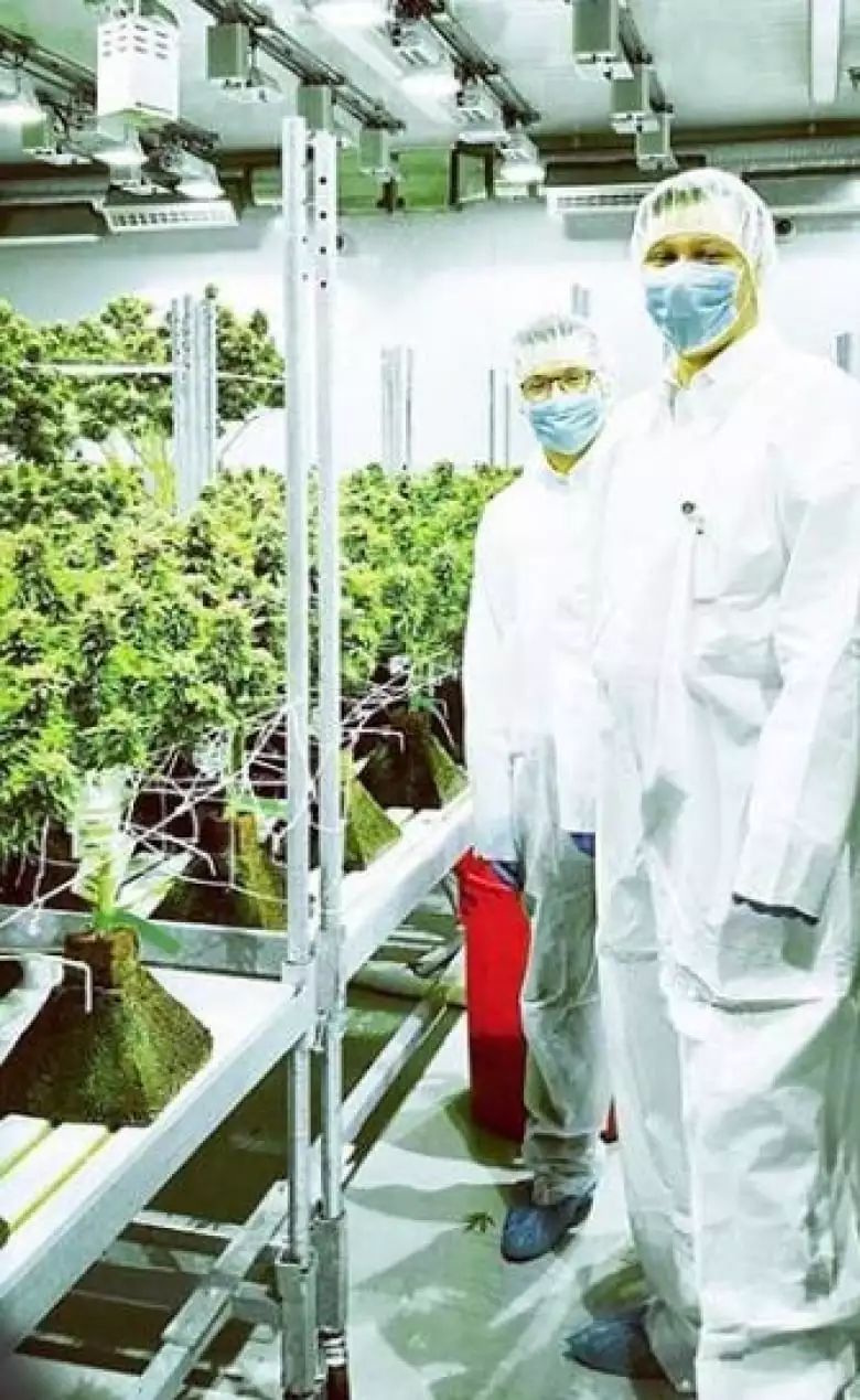 神奇的加拿大: 23岁小伙卖大麻成富豪 高中学历 月入百万 碾压一片大学生...