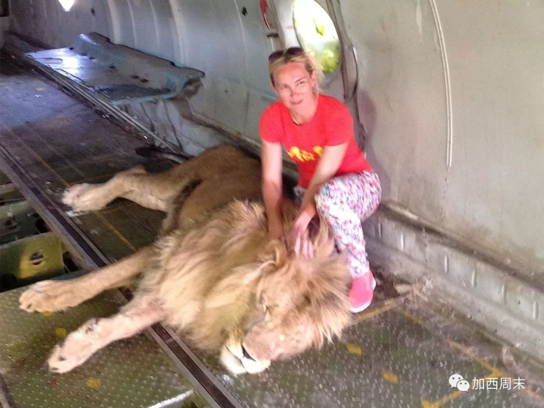 恐怖！动物园狮子突然冲进游览车 女游客被拖走凌虐 前一秒还在合影