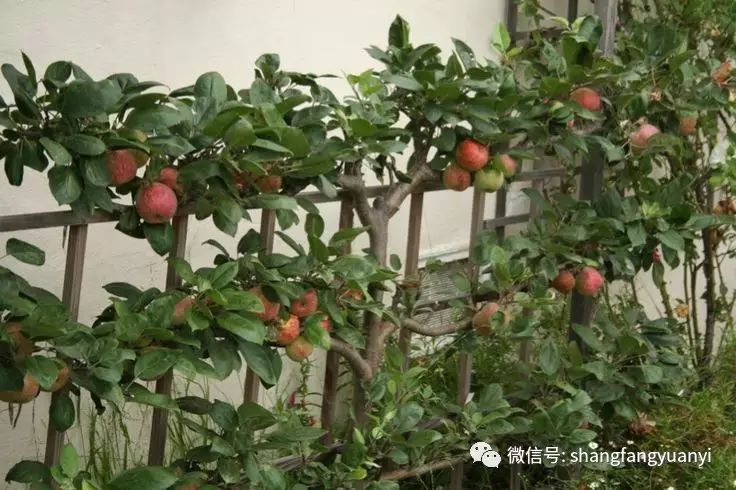 趣味园艺这样的果树,不占地方,鲜果飘香
