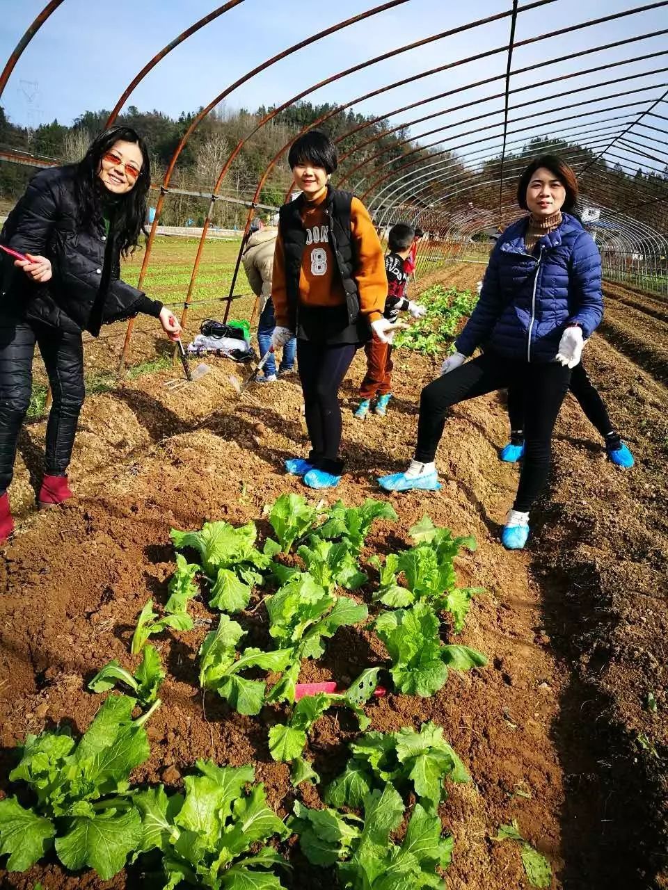 种菜,抓野鸡,吃"野"山羊,城里人到点军开农场都不想回来了