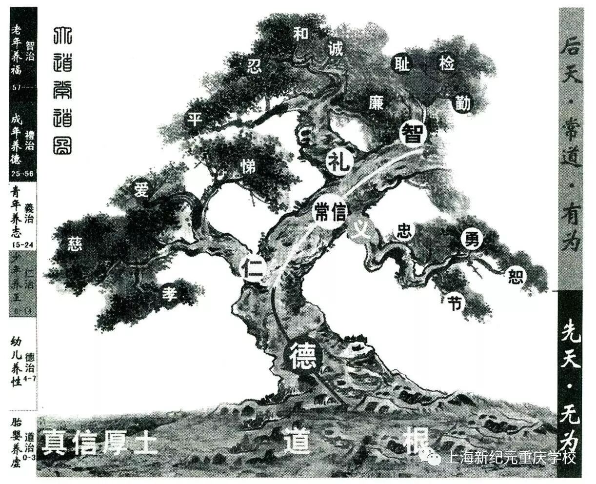 中国的参天大树.jpg