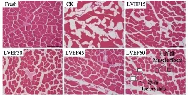 经过不同冷冻处理后的牛肉肌纤维冰晶显微图(200×)