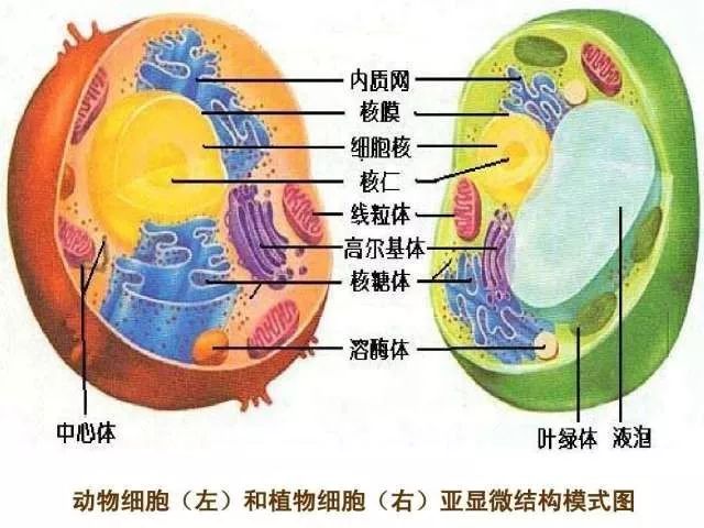 太惊艳 高中生手绘动植物细胞 看完觉得不会画画就没法学生物 自由微信 Freewechat