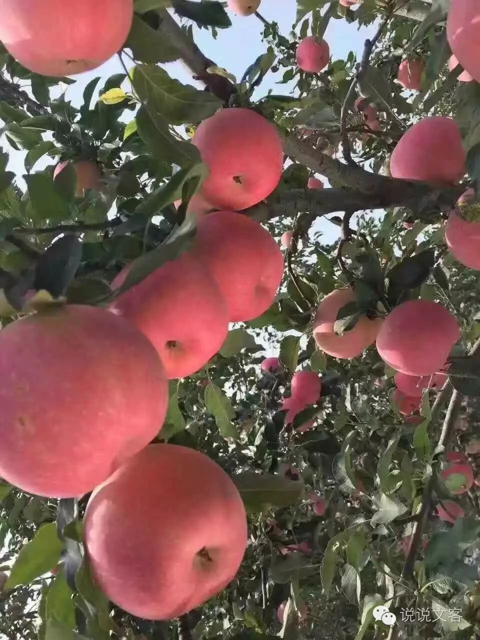 央视农业节目致富经_陕西农林卫视致富故事会_陕西农林卫视致富经