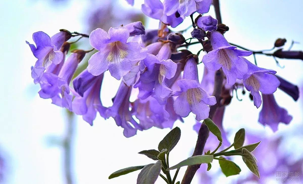 【精品散文】● 又见梧桐花 | 李敏