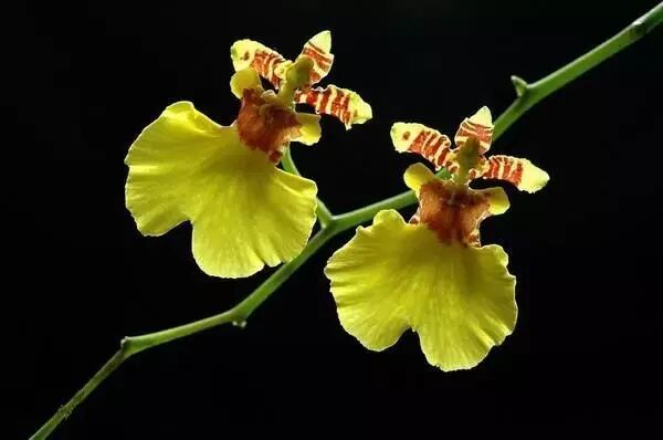 跳舞兰图片_跳舞兰的花语和寓意_跳舞兰