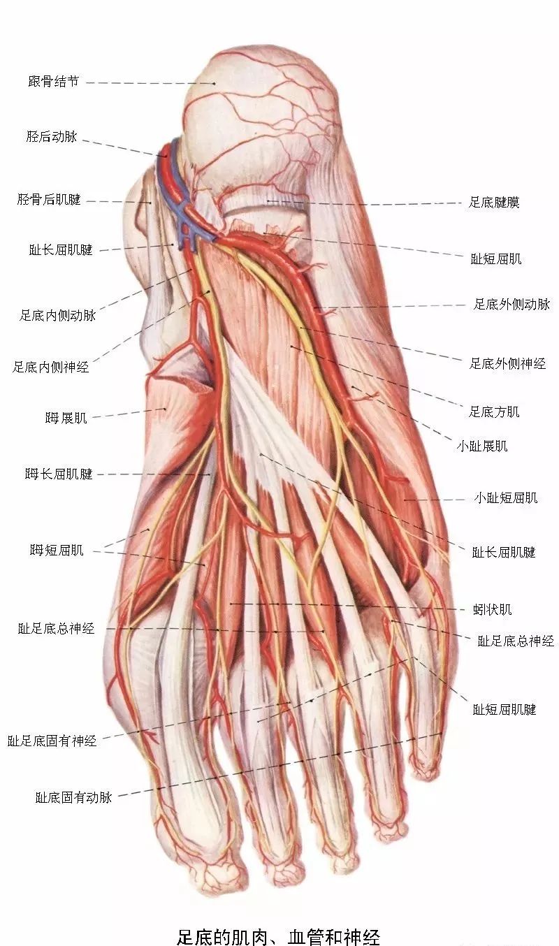 张力高或易产生痉挛的肌群多在小腿的内后侧及足底部,如胫骨后肌,趾长