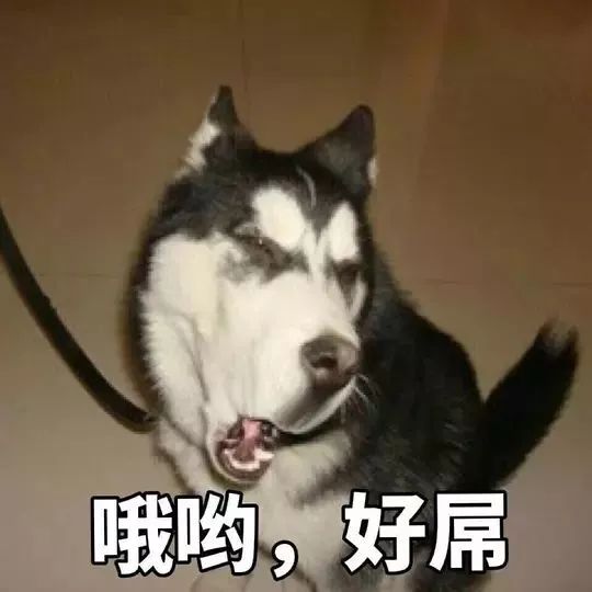沙雕小动物类