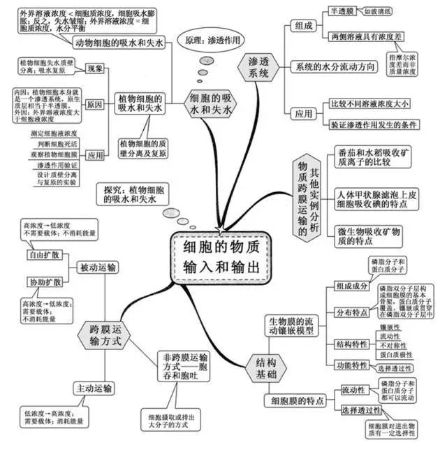 高中生物超级详细思维导图!