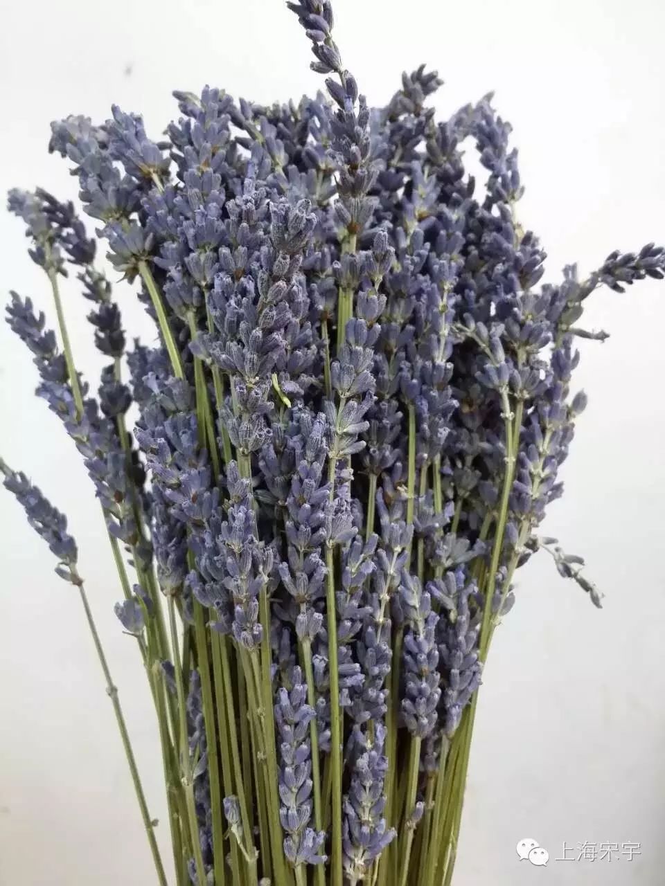 薰衣草 干花