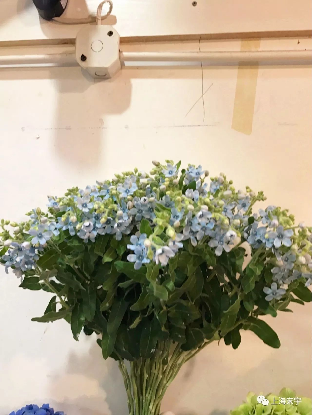 蓝星花 蓝色 10枝/扎