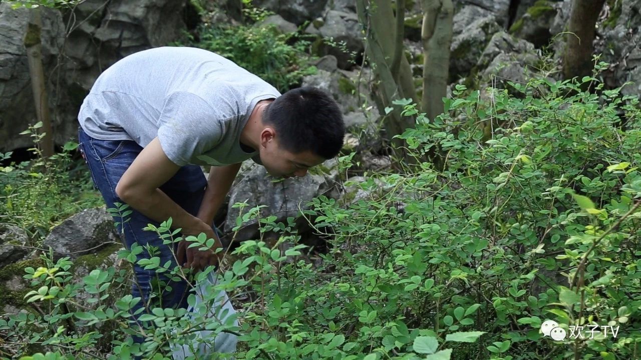 欢子举动怪异,跑到山里摘这么长的刺当场吞下去,他到底怎么了