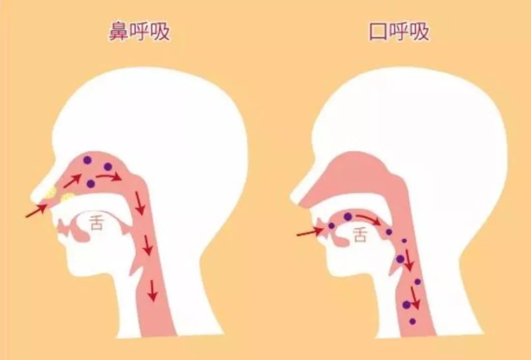 我们先看看鼻呼吸和口呼吸各自的差异.