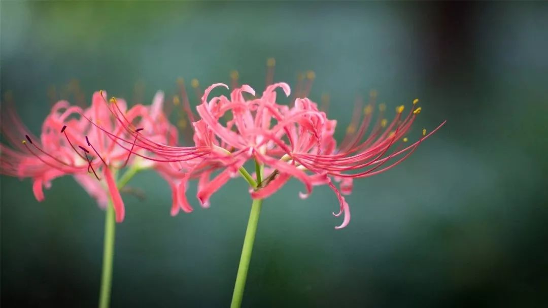 彼岸花的中国花语:优美纯洁,美丽动人,寓意着恶魔的温柔.