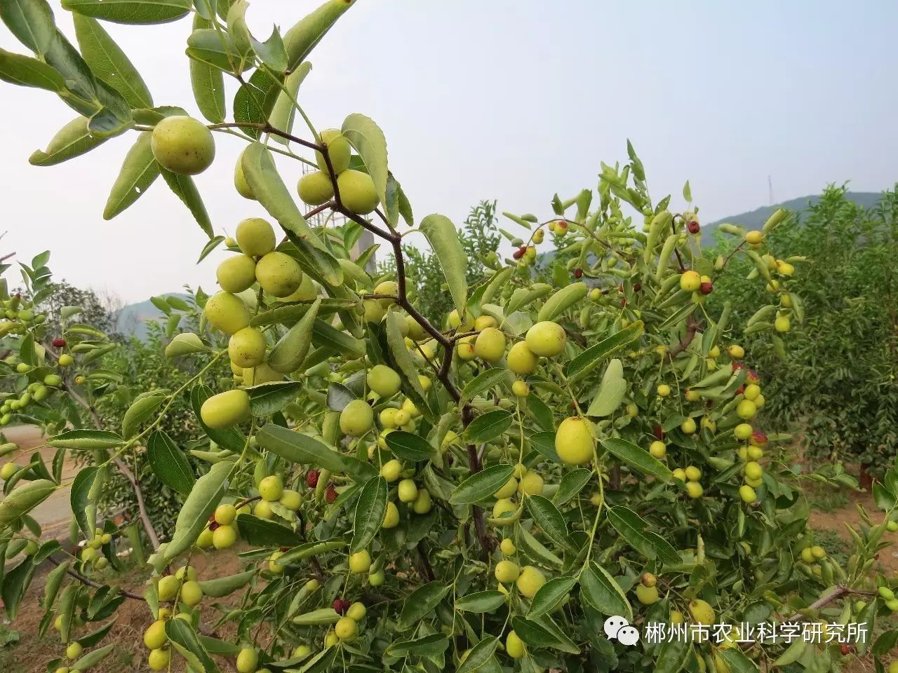 【推广】市农科所酥脆枣熟啦