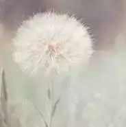 杨千嬅 《花好月圆夜》经典回顾,好听至极!
