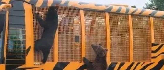 【8点见】上海动物园一饲养员被熊群撕咬致死