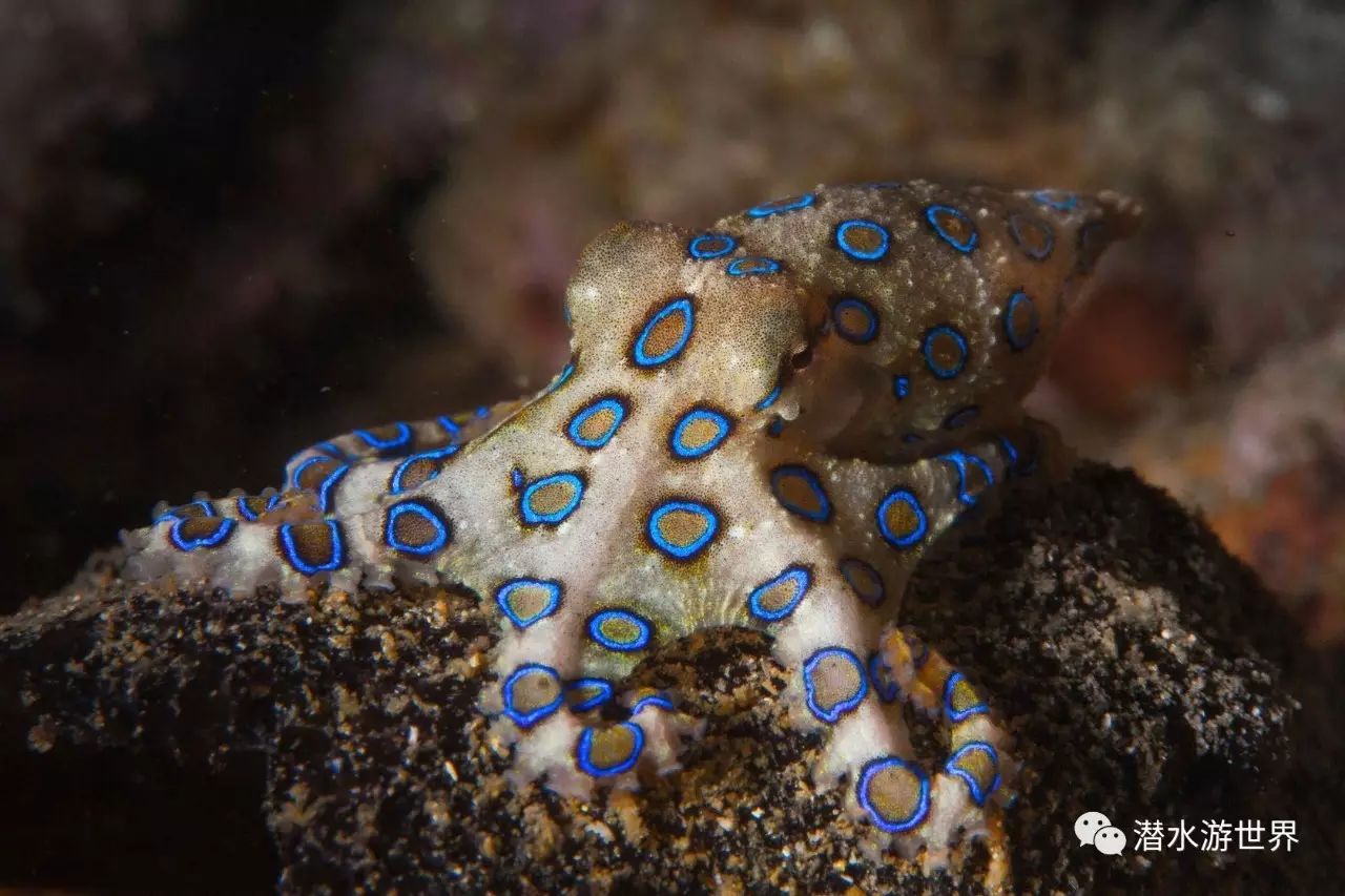 潜点生物6: 蓝环章鱼
