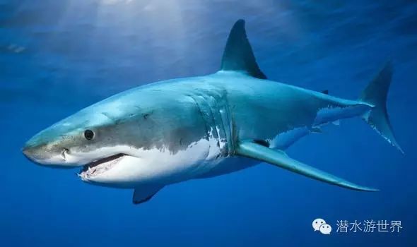鲨鱼是一群身披盾鳞,依靠鳃裂呼吸,拥有软骨骨架和纺锤形身体而且没