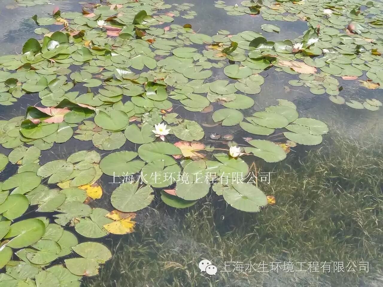 乳虎出林 当仁不让——西南某项目主体工程提前顺利完工(图1)