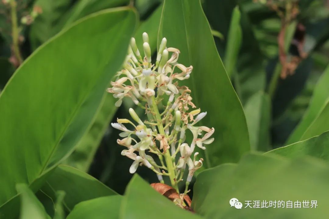 红豆蔻,学名大高良姜,姜科山姜属,多年生草本.