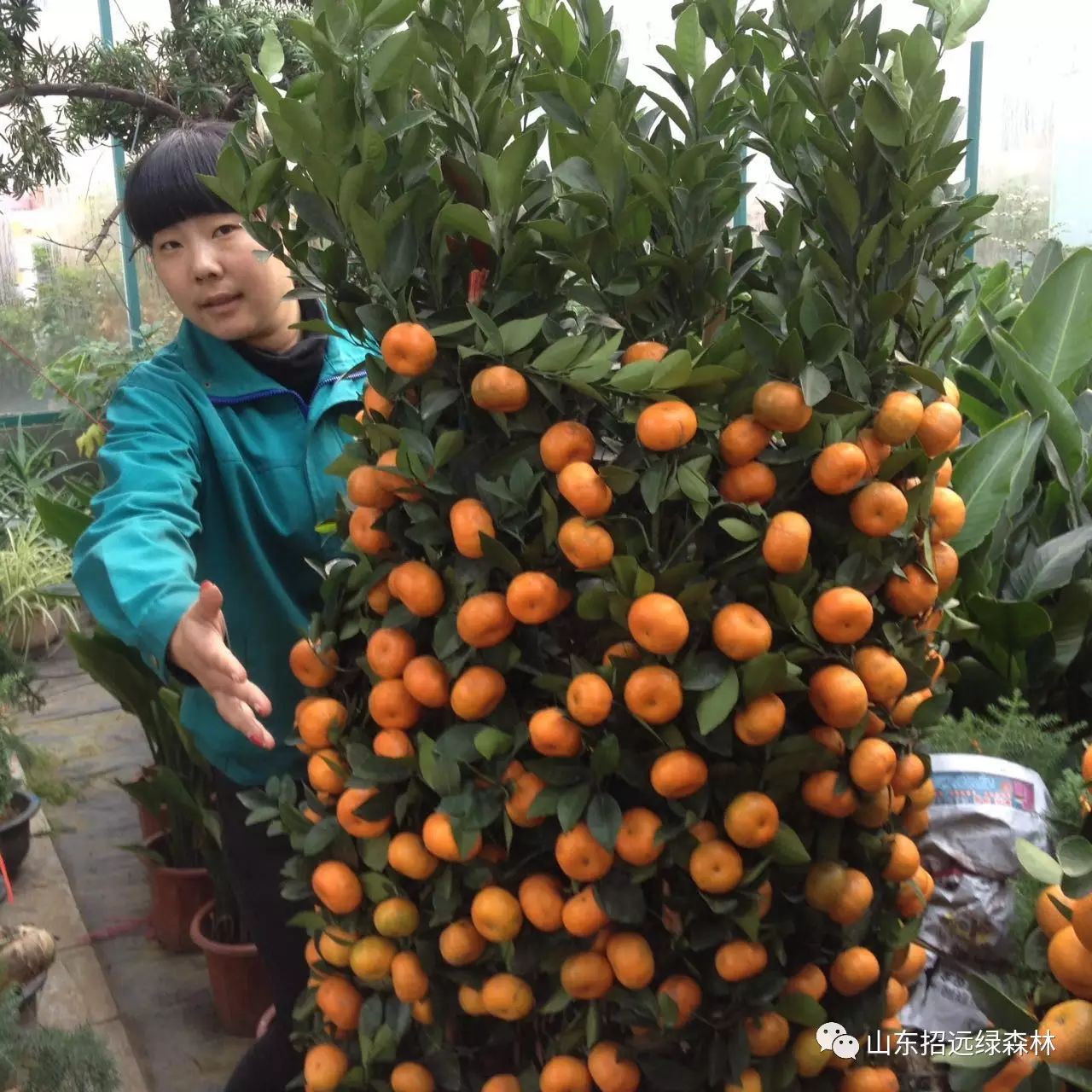 【南方基地大批货到】明星植物"朱沙桔"